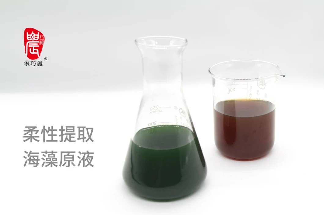 Seaweed Extract Fertilizer Help Product Healthy and High Quality Fruits