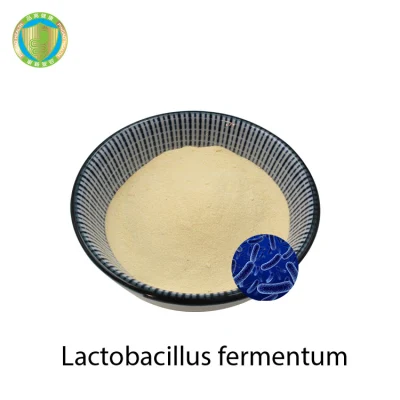 Заводской магазин, пищевой живой пробиотический порошок Lactobacillus Fermentum